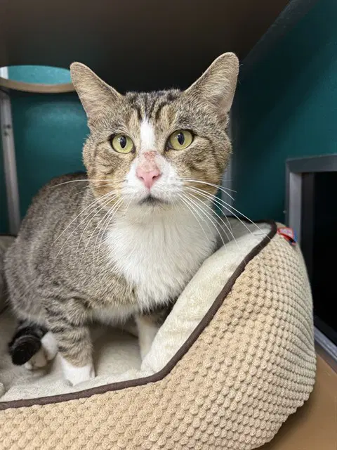 Pete - Domestic Short Hair