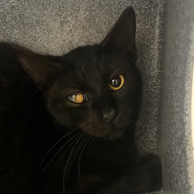 Oliver - Domestic Short Hair