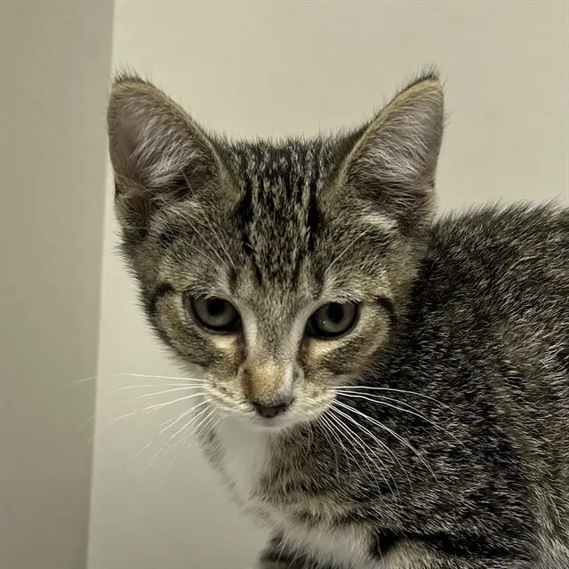 Oscar - Domestic Short Hair