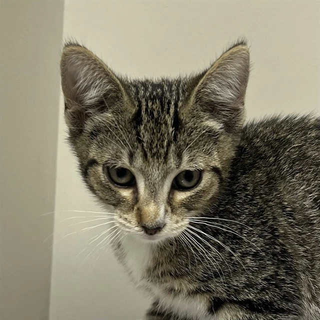 Oscar