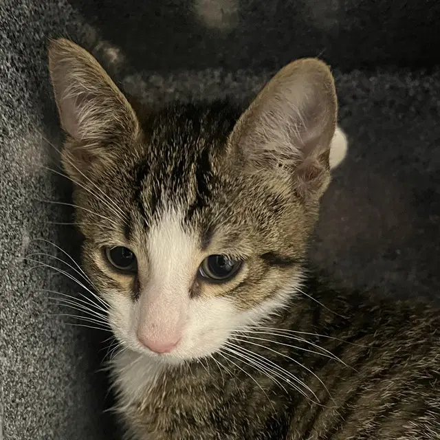Barnaby - Domestic Short Hair