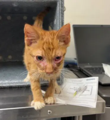 Unknown - Domestic Short Hair