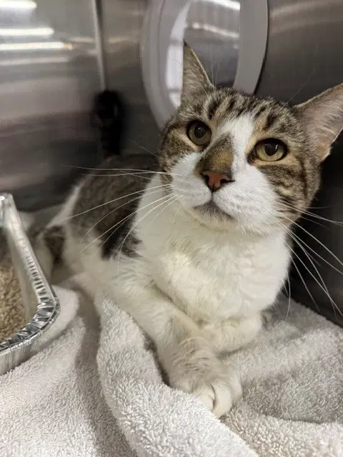 William - Domestic Short Hair