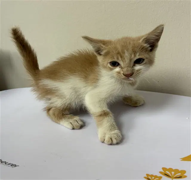 Caramel - Domestic Short Hair
