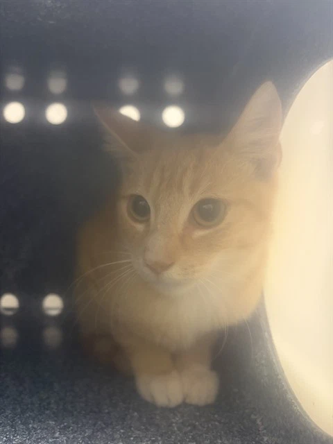 Marmalade