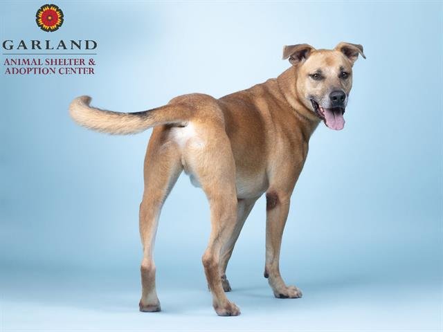 adoptable Dog in Garland, TX named MAX