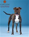 adoptable Dog in garland, TX named RICO