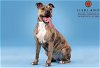 adoptable Dog in garland, tx, TX named BUBBLES