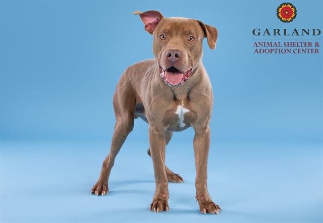 adoptable Dog in Garland, TX named CHEDDAR*