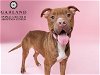 adoptable Dog in  named CASSIUS