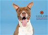 adoptable Dog in garland, TX named HUNCHO
