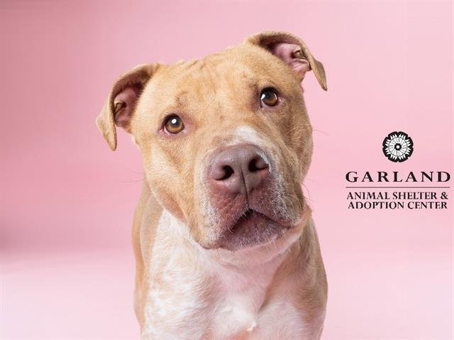 adoptable Dog in Garland, TX named SARGE*