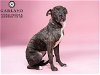 adoptable Dog in garland, TX named BRUNO*