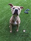 adoptable Dog in garland, TX named DATSIK*