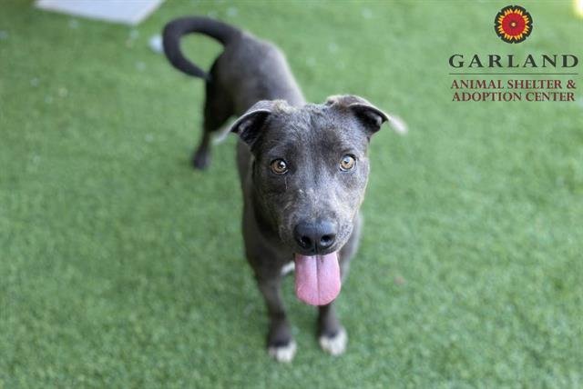 adoptable Dog in Garland, TX named BULLWINKLE