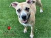 adoptable Dog in garland, tx, TX named CHILI