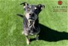 adoptable Dog in garland, tx, TX named CHOP
