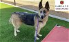 adoptable Dog in garland, TX named SASHA