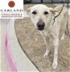 adoptable Dog in garland, TX named CUTIE*