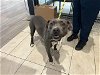 adoptable Dog in garland, TX named VIOLA*