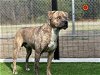 adoptable Dog in garland, TX named ANGUS*