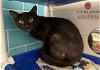 adoptable Cat in garland, TX named LEO*