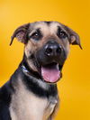 adoptable Dog in Garland, TX named HERCULES