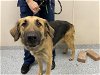 adoptable Dog in garland, TX named PRINCESS