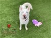 adoptable Dog in garland, TX named BELLA