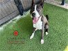 adoptable Dog in garland, TX named PEPPER