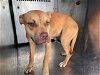 adoptable Dog in garland, TX named SOFIE