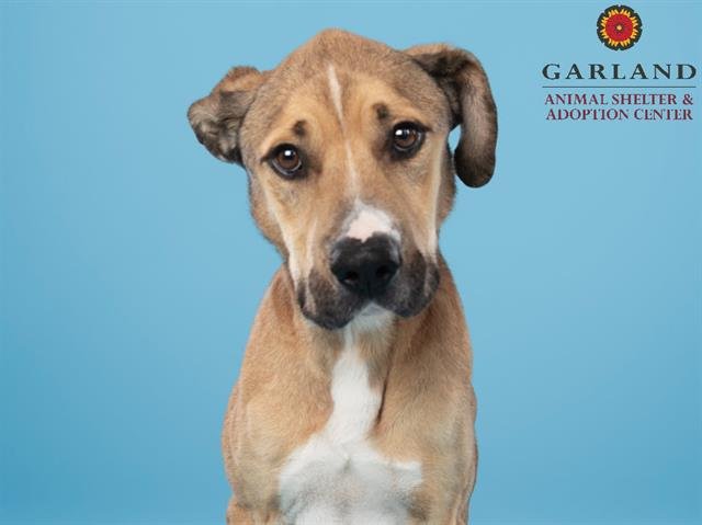adoptable Dog in Garland, TX named BISCUIT*