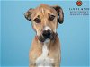 adoptable Dog in garland, TX named BISCUIT*
