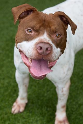 adoptable Dog in Garland, TX named HERCULES