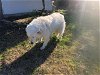 adoptable Dog in garland, TX named SEASHORE