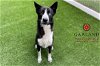 adoptable Dog in garland, TX named HONDA