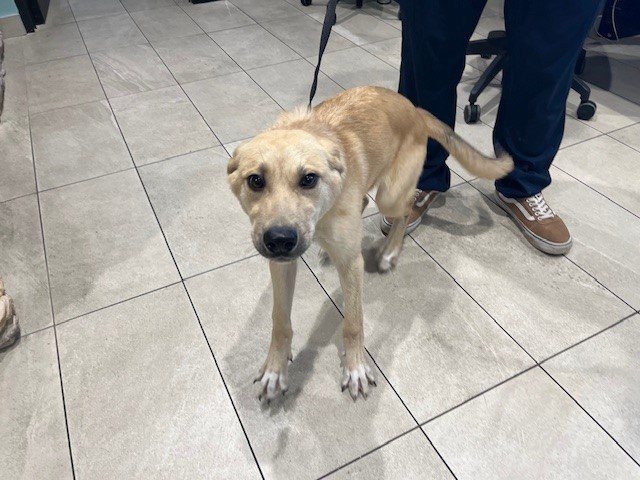adoptable Dog in Garland, TX named MISS RACHEL