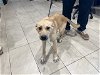 adoptable Dog in garland, TX named MISS RACHEL