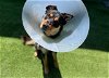 adoptable Dog in garland, TX named MILO