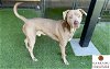 adoptable Dog in garland, TX named LABBYTHEMIX*