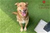 adoptable Dog in garland, TX named YOGI