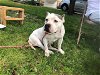 adoptable Dog in garland, TX named MIA