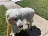 adoptable Dog in garland, TX named OSCAR