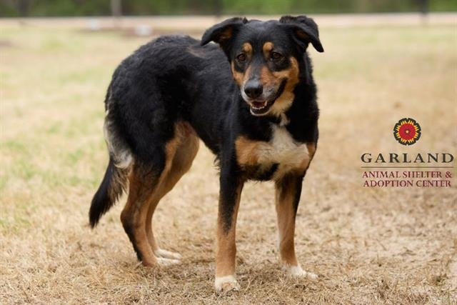 adoptable Dog in Garland, TX named HOLLYJOLLY*