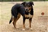 adoptable Dog in garland, TX named HOLLYJOLLY*