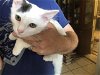 adoptable Cat in garland, tx, TX named BUTTONS
