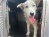 adoptable Dog in garland, TX named GENTLEMAN*
