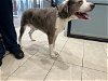 adoptable Dog in garland, TX named BUBU