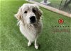 adoptable Dog in garland, TX named YETI
