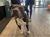 adoptable Dog in garland, TX named JUNIOR